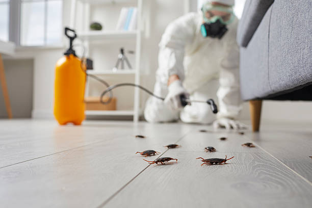 Commercial Kitchen Cockroach Control in Petersburg
